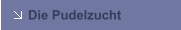 Die Pudelzucht