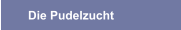 Die Pudelzucht