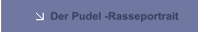 Der Pudel -Rasseportrait  