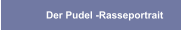 Der Pudel -Rasseportrait  